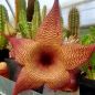 Preview: Stapelia gigantea